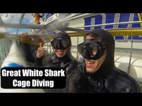 Great White Shark