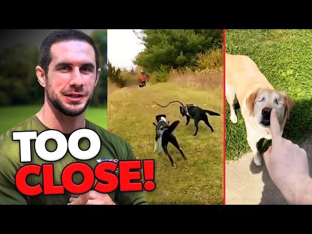Insane Close Calls in Dog TikToks | Dog Trainer Reacts - YouTube
