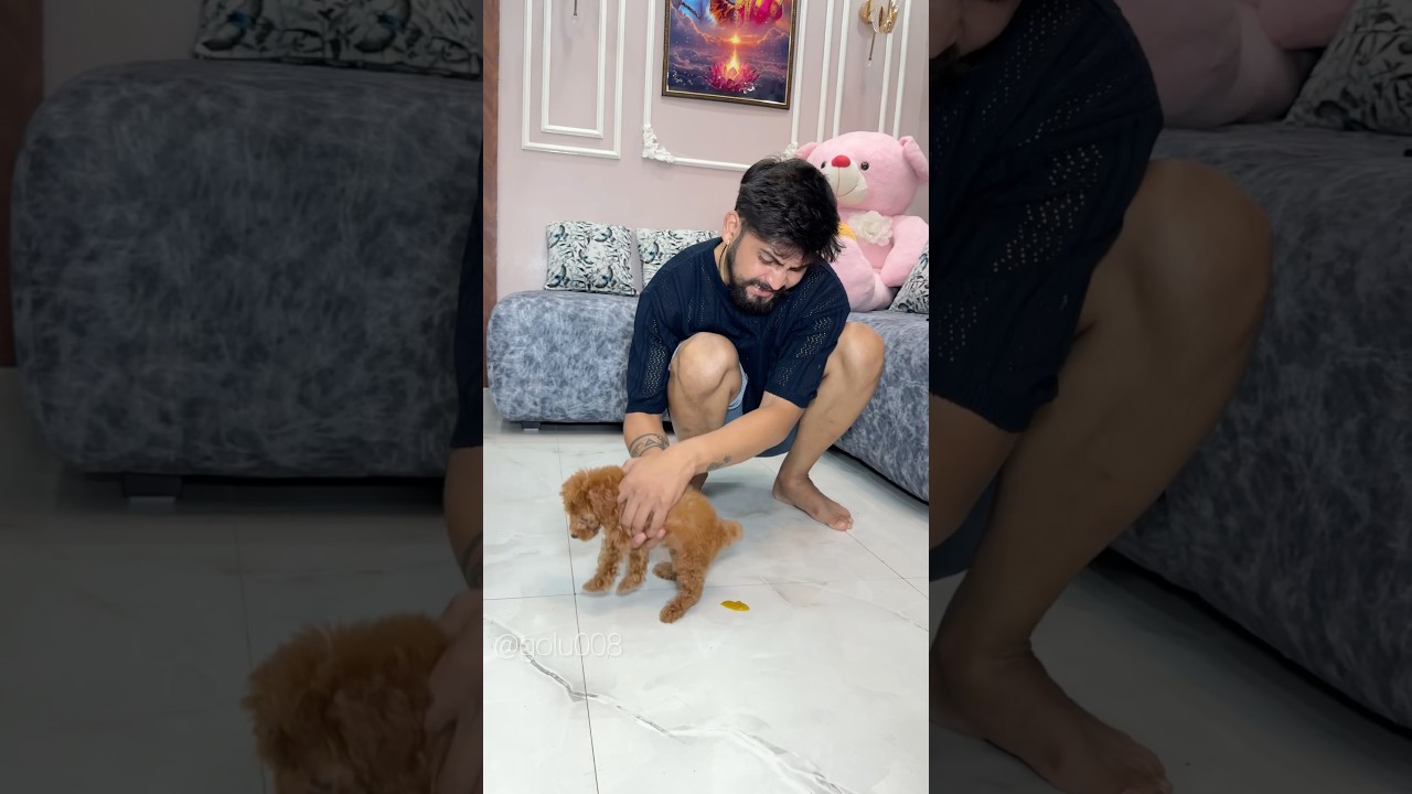 मेरे घर आया नया मेहमान! ❤️🐶 #funny #youtubeshorts #golu008 #comedy #short #shorts #cash