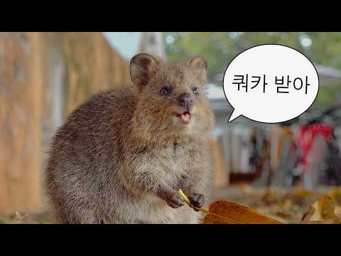 쿼카 고봉밥 (Full ver)