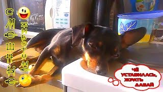 #2 СмЕШныЕ ЖиВОТныЕ/ СМЕШНЫЕ ВИДЕО ПРО ЖИВОТНЫХ/ ВИДЕО ПРИКОЛЫ #2 СмЕШныЕ ЖиВОТныЕ/ СМЕШНЫЕ ВИДЕО ПРО ЖИВОТНЫХ/ ВИДЕО ПРИКОЛЫ