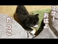 寝起きに抱っこしてと甘えてくる子猫が可愛すぎました