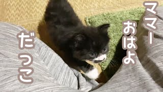 寝起きに抱っこしてと甘えてくる子猫が可愛すぎました