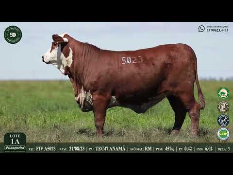 NOVILHA DOADORA | LOTE 100A  FIV A5023