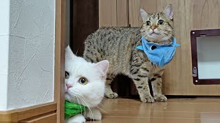 掃除の邪魔をするので被り物の刑を受けた猫たち！