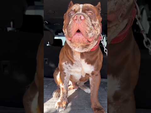 Hulk The Pitbull