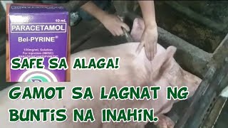 Safe na Gamot Para Sa Lagnat Ng Buntis Na Inahin.