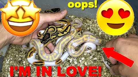 Banana Pied Clutch Update! Killed The Odds!