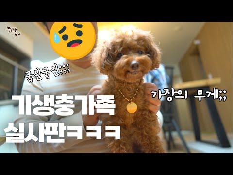 <strong>강아지에게</strong> 빌붙어 사는 기생충 가족 ;;; ㅋㅋㅋㅋ