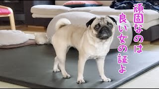 空腹時のせっかちっぷりが尋常ではないパグ犬ぷぅpug的youtube視頻效果分析報告 Noxinfluencer