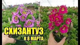 видео: СХИЗАНТУЗ - выращивание, уход. картинка: СХИЗАНТУЗ - выращивание, уход.