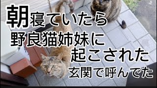 朝寝ていたら野良猫姉妹に起こされた‼玄関で呼んでた‼#子猫 #野良猫