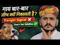 गाय बार-बार जीभ क्यों निकालती है? | Cause, Treatment & Desi + English Solution | Dairy Farming