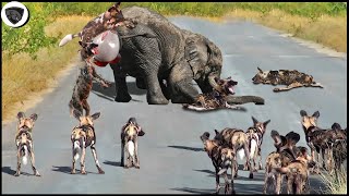 Elephants Alone Can&#39;t Defeat An Overcrowded And Bloodthirsty Pack Of Wild Dogs