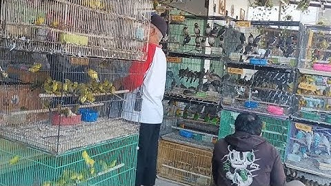FULL STOK BURUNG MEWAH/LANGKA/ABS KICAU JATIBARANG/BREBES/SLAWI2025