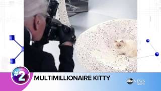 Cat Makes Millions For Famous Owner