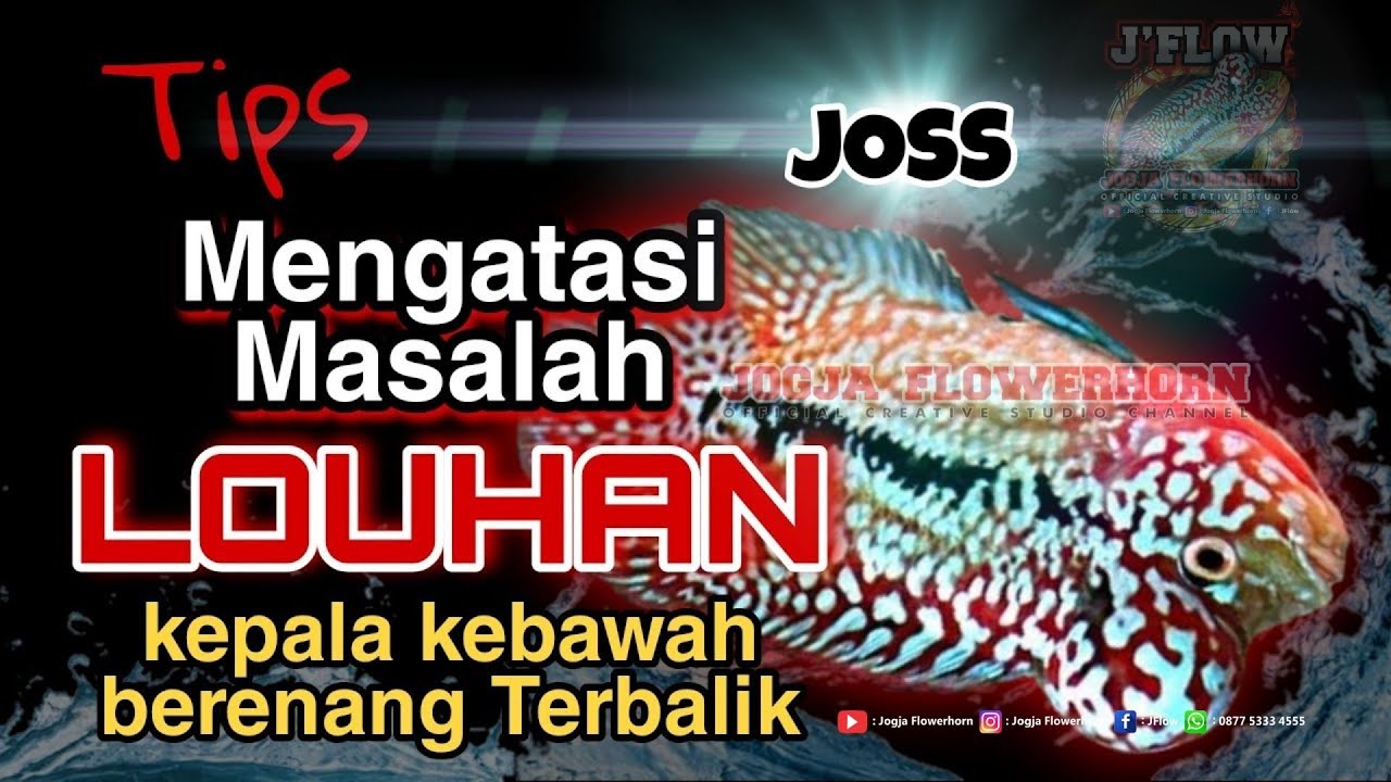 CARA MENGOBATI LOUHAN YG BERENANG KEBALIK, KEPALA DIBAWAH ( SWIM BLEDDER ) GELEMBUNG UDARA PECAH !!!