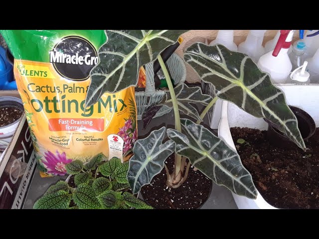 Repotting my new plants in better soil-Poly Elephant Ear Alocasia,  Honeymoon Valley friendship plant - YouTube