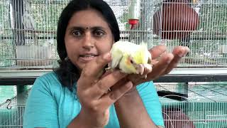 കുറഞ്ഞ വിലയിൽ കുഞ്ഞുങ്ങളെ സ്വന്തമാക്കാം Cockatiel birds for sale Trivandrum, Kerala 9744508861