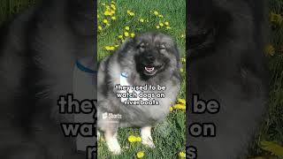 Keeshond the outgoing pup #dogs #keeshond