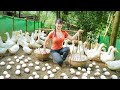 Harvesting a lot of duck eggs goes to market sell  selling grown pigs  phng free bushcraft
