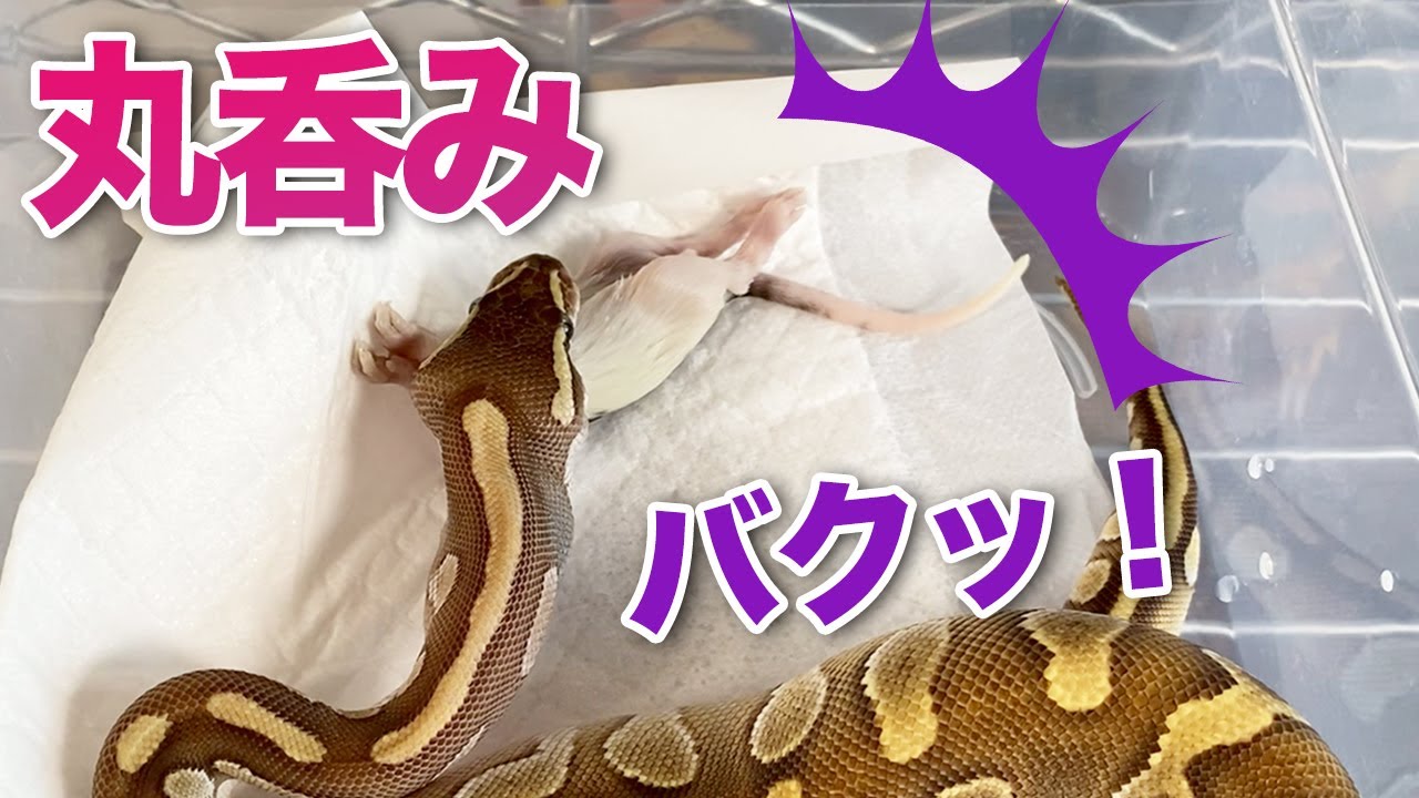 閲覧注意 ヘビがエサを丸呑みする映像 ボールパイソン餌やり ボールパイソン専門店 Deu Reptiles