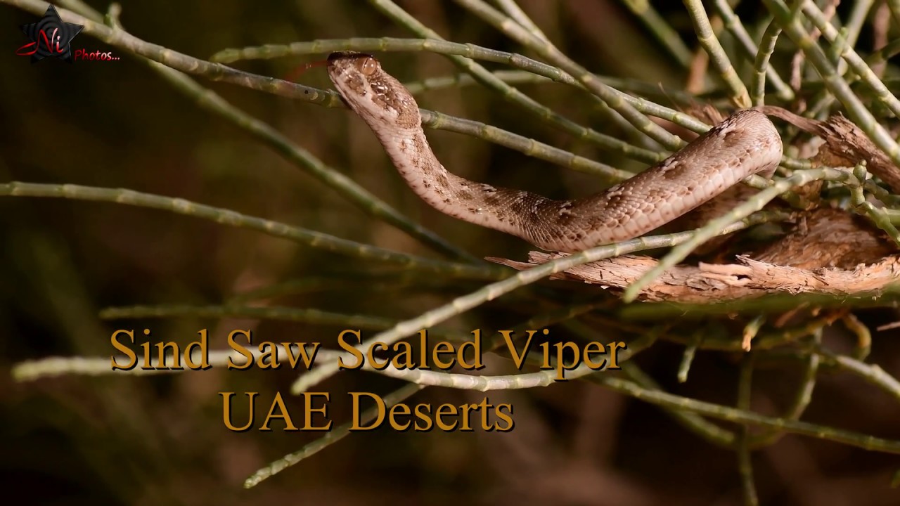 Sind Saw Scaled Viper