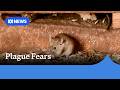 Farmers fear potential mouse plague amid warning of high numbers | ABC NEWS
