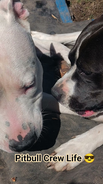 My Little Crew Growing Up So Fast 😎🐶 Pitbull Crew Moments 💯 #perros #life #americanbully #pitbull
