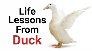Things to learn from Duck | Life lesson from ducks | Life lessons Worth Learning |Lead International
