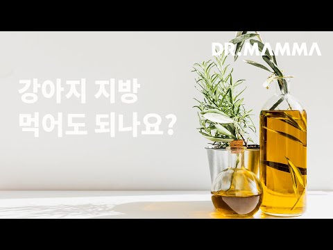 오메가3, 오메가6?! 지방이 강아지에게 좋은 음식인가요? ㅣ 닥터맘마 수의사팀