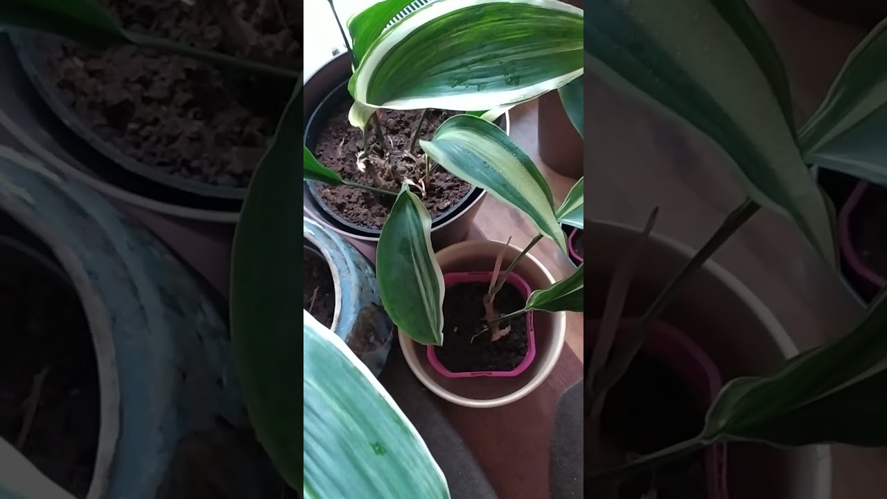 Margalapė aukštoji aspidistra - 10 privalumų