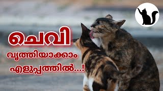 How To Clean Cat Ear Malayalam |  പൂച്ചയുടെ ചെവി വൃത്തിയാക്കുന്നത് എങ്ങനെ? | #MehrinsCattery