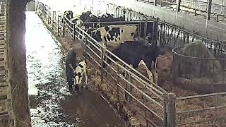 Milking it! The Heart-wrenching Separation of Cows and Calves at Organic Dairy 'Bath Soft Cheese' screenshot 5