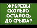 Жубревы//Сколько осталось до срыва? // Обзор видео//