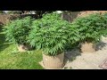Outdoor cannabis defoliation / lollipopping - transplant seedlings