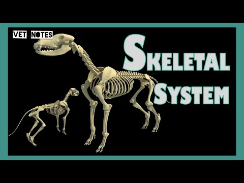 Skeletal System of Dog | Bones | Canine Anatomy | inPAWmation