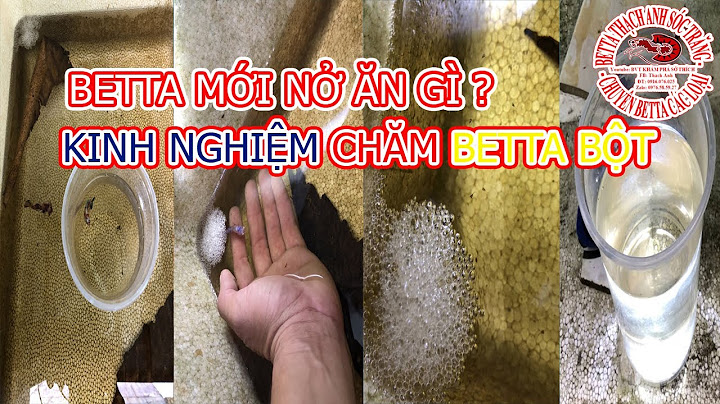 Cá beta mới nở khi nào thì cho ăn năm 2024