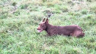 Dagley's Ginger - Hangin Tree Cowdog by Dagley Ranch 1,125 views 6 months ago 2 minutes, 27 seconds