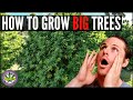 How to grow big trees