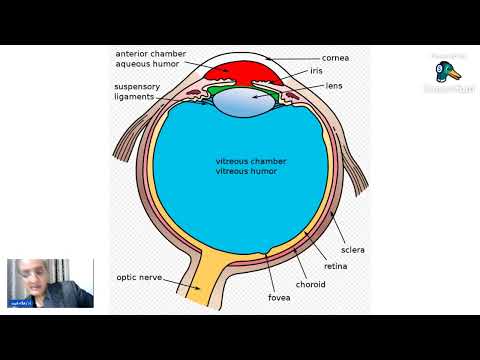 كل ما تريد ان تعرفه عن أمراض الجسم الزجاجي