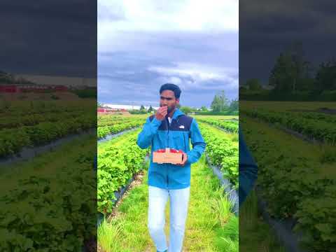 MUST-Visit Strawberry Farms