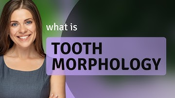 Understanding Tooth Morphology: A Guide to Dental Structures