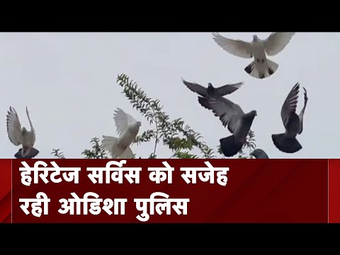 Odisha Police के संदेशवाहक Pigeon, जिनसे कभी Jawaharlal Nehru ने भी भेजा था संदेश