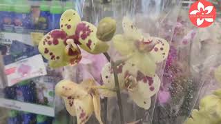Обзор орхидей в магазине ОБИ город Москва