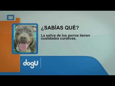 Video: Saliva De Mascotas: ¿Peligro Para La Salud O Beneficio Para La Salud?