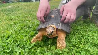 Jumbo Jet loves a good shell scratch