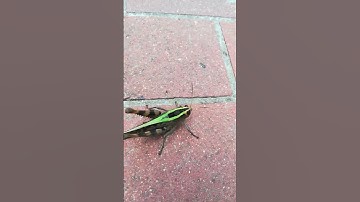 "A rare Grasshopper species" #grasshopper #ontheground #trying #to #refresh #itself #shorts #video