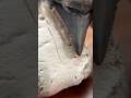 What does a paleontologist have in his collection? A bone with an interesting story! #fossils