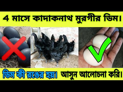 ভিডিও: ইটালিয়ান মোরগ পরিণত হয়েছে একটি ব্রুড মুরগিতে